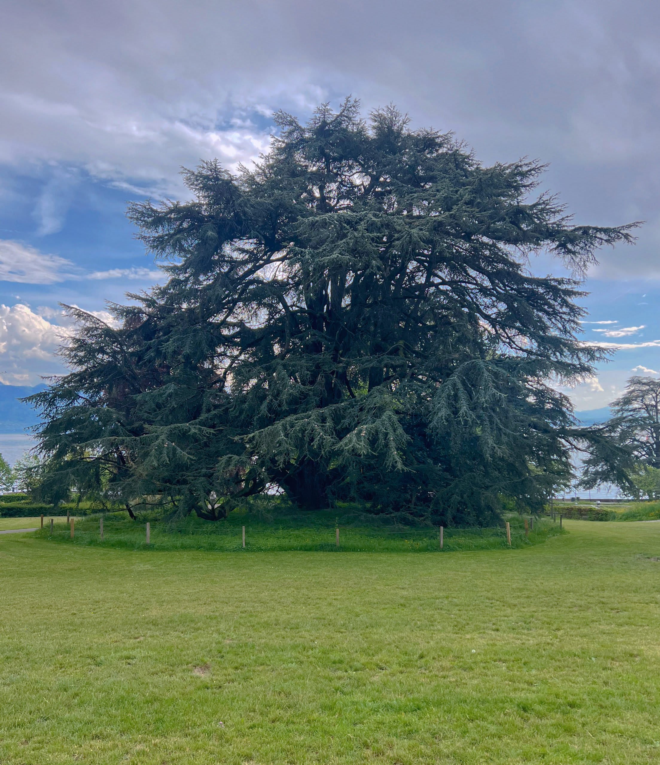 Balade à la découverte des plus beaux arbres de Lausanne - © 