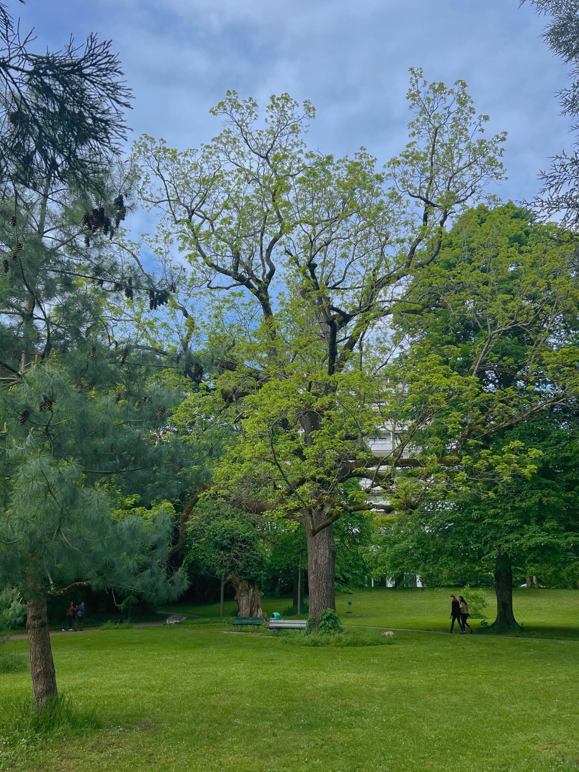 Balade à la découverte des plus beaux arbres de Lausanne - © 
