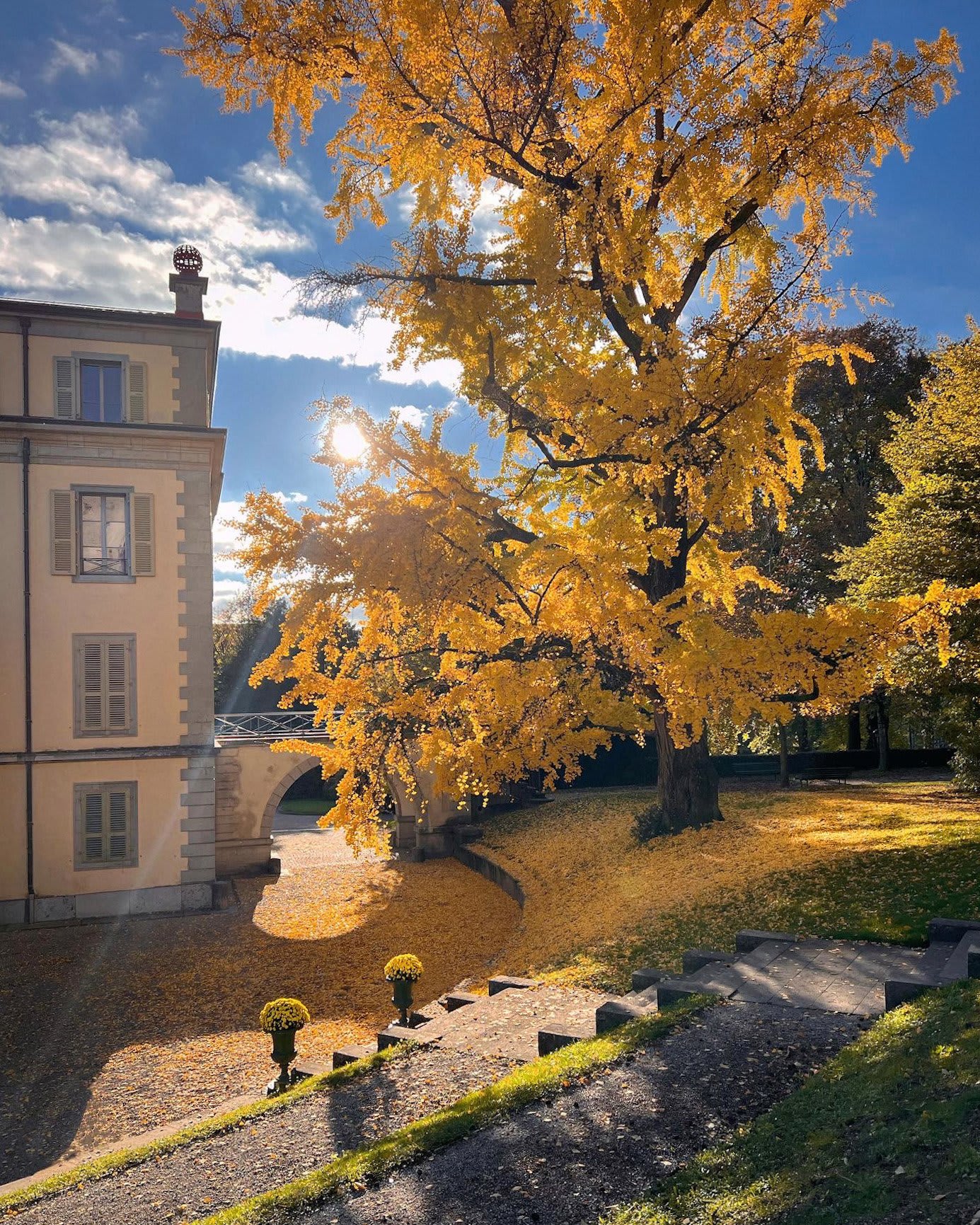 Balade à la découverte des plus beaux arbres de Lausanne - © 