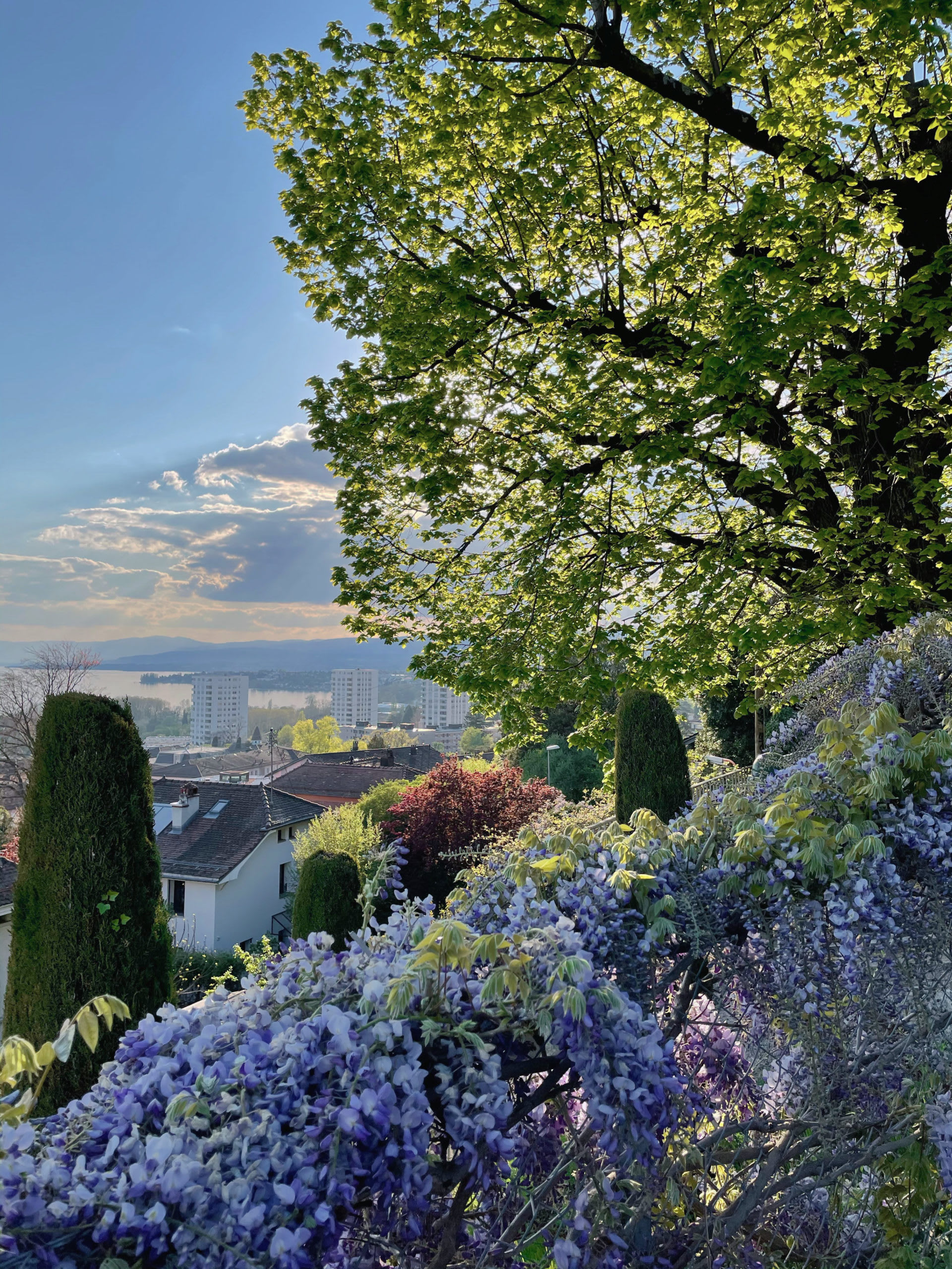 Tilleul_Bon_Abri_printemps - © Alix Besson