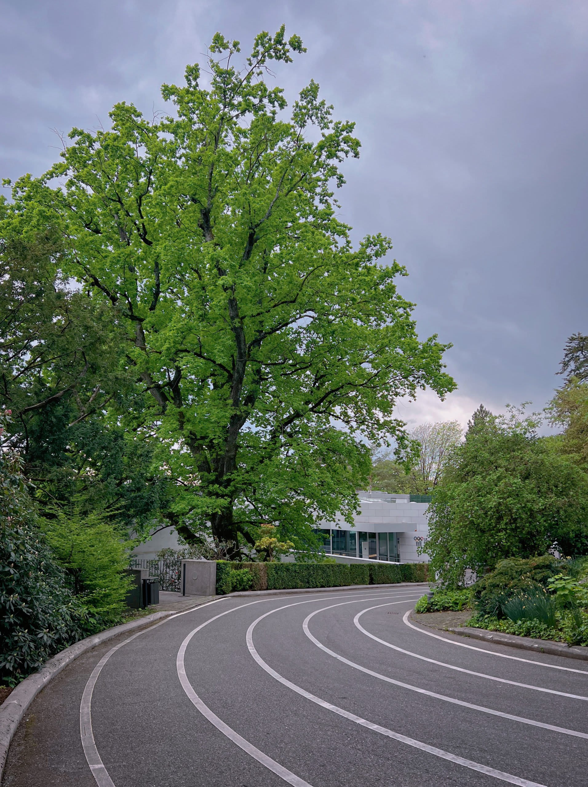 Balade à la découverte des plus beaux arbres de Lausanne - © 