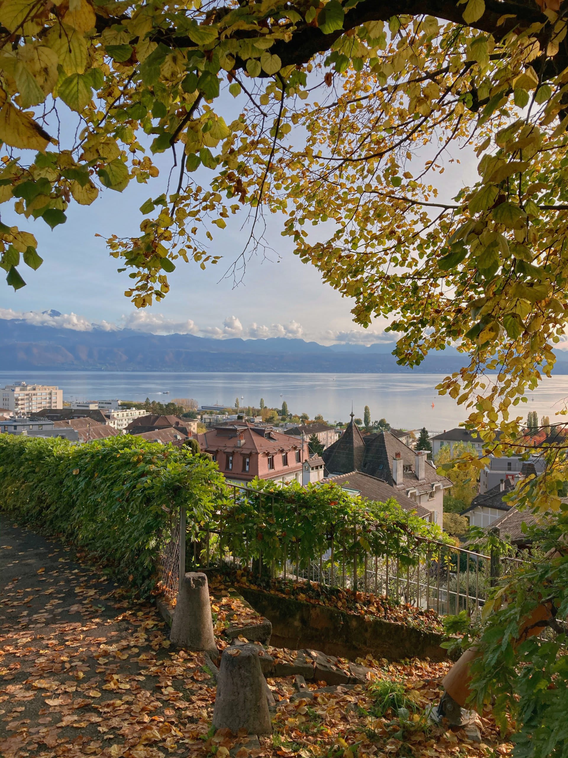 Balade à la découverte des plus beaux arbres de Lausanne - © 
