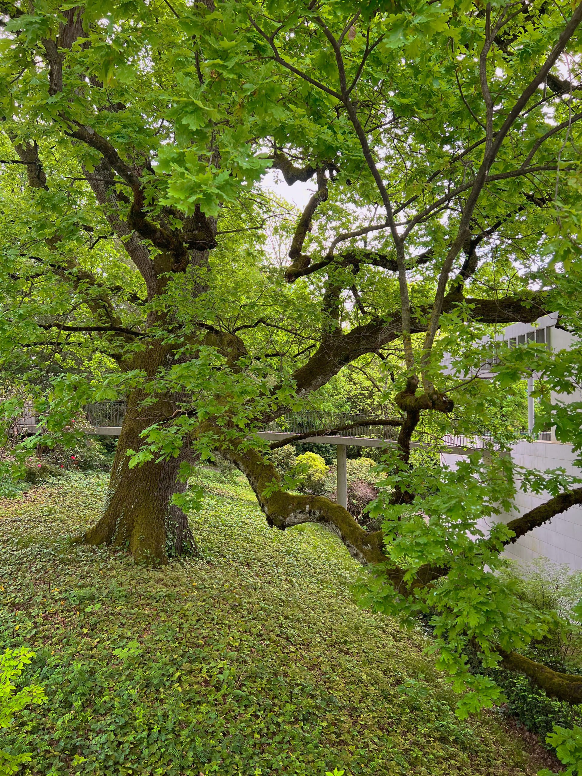 Balade à la découverte des plus beaux arbres de Lausanne - © 