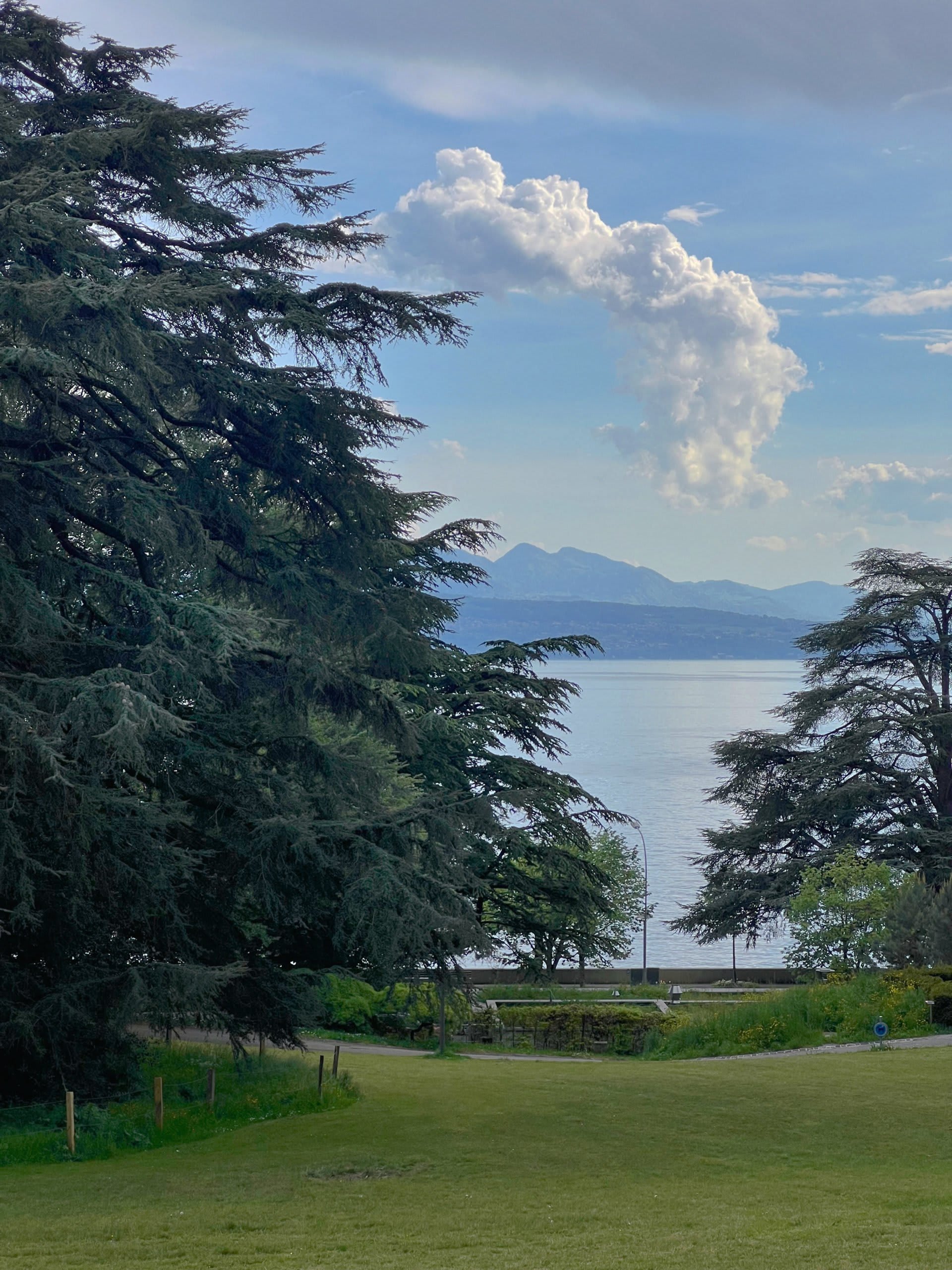 Balade à la découverte des plus beaux arbres de Lausanne - © 