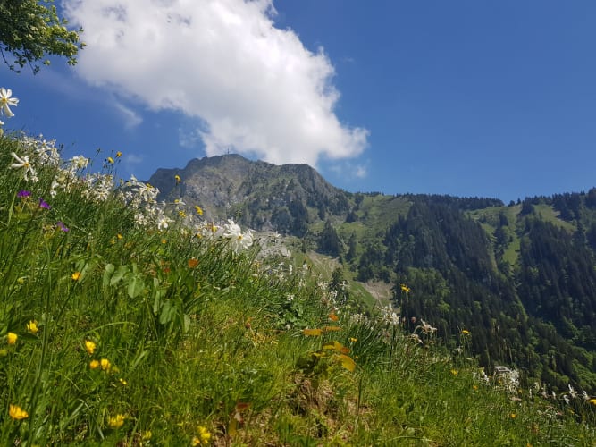 Les Rochers-de-Naye - © Lausanne Tourisme
