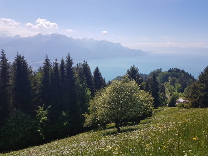 Les Rochers-de-Naye - © Lausanne Tourisme