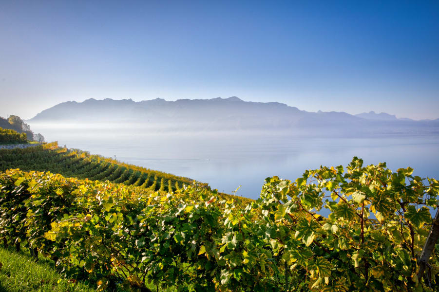 Lavaux lac - © Elisabeth Fransdonk