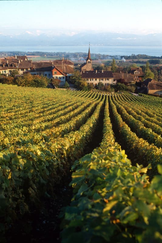 Vignoble de la Cote - © Vignoble de la Cote