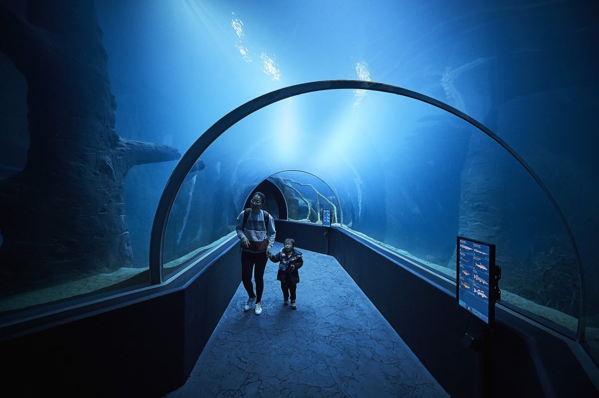 undefined - © Lausanne, 21 octobre  2017 Ouverture du Vivarium Aquarium Aquatis,   sedrik nemeth