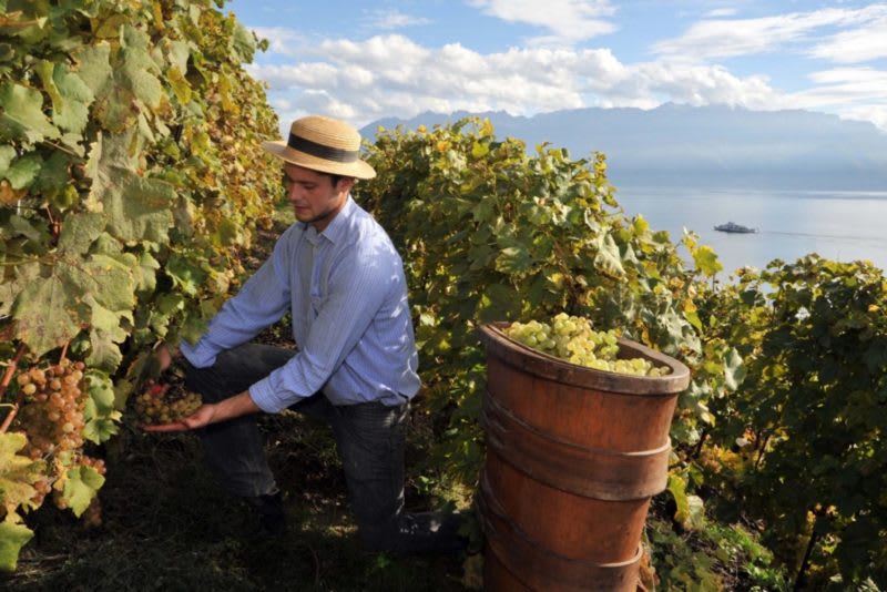 La magie de Lavaux - © Récolte du raisin. Vendanges