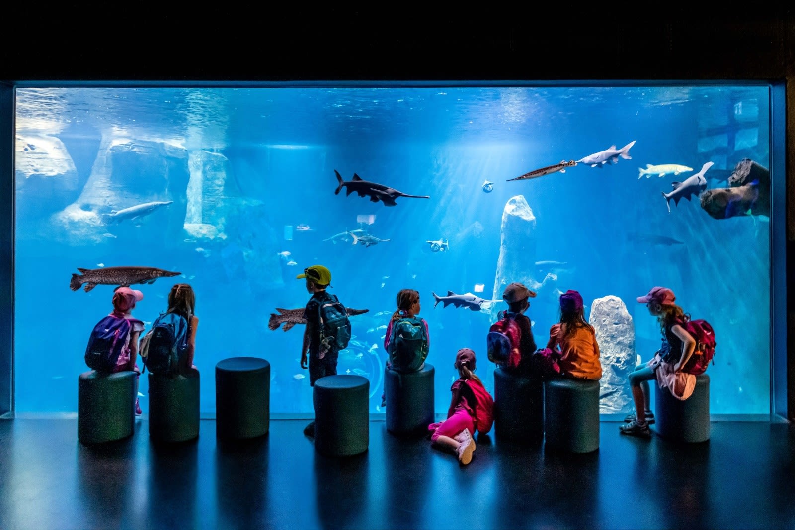 Visite d'Aquatis par des enfants - © Nuno Acácio