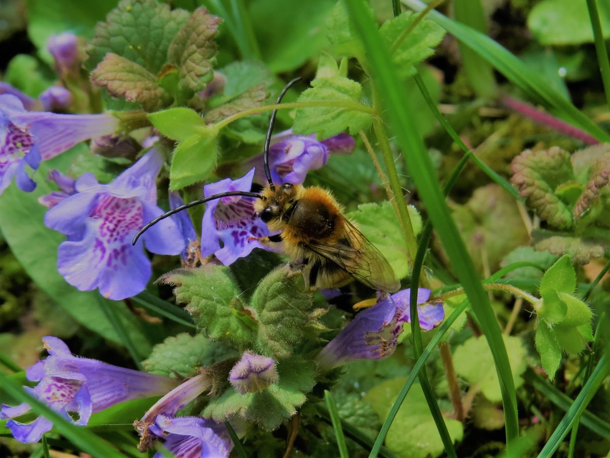 Midi botanique - Quelles abeilles au jardin botanique ?