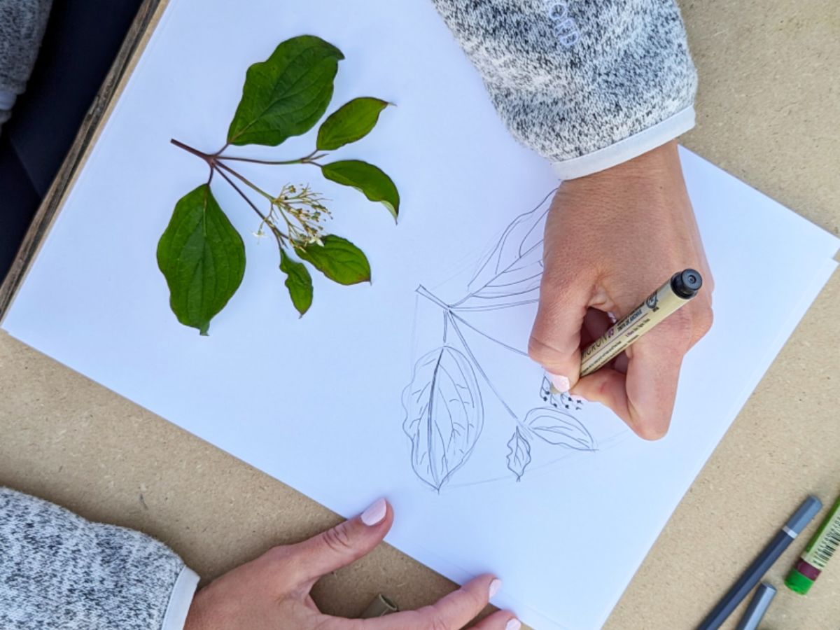 Soirées au Jardin : peindre la nature en aquarelle