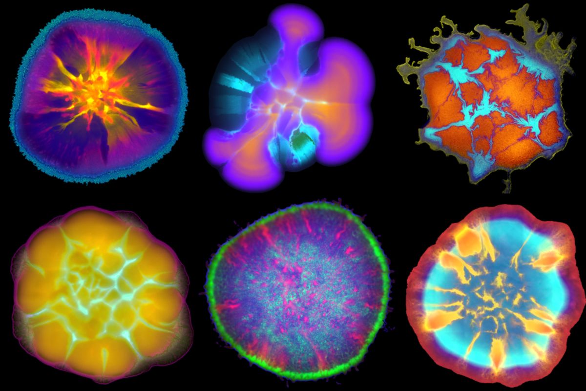 Microbes en fête