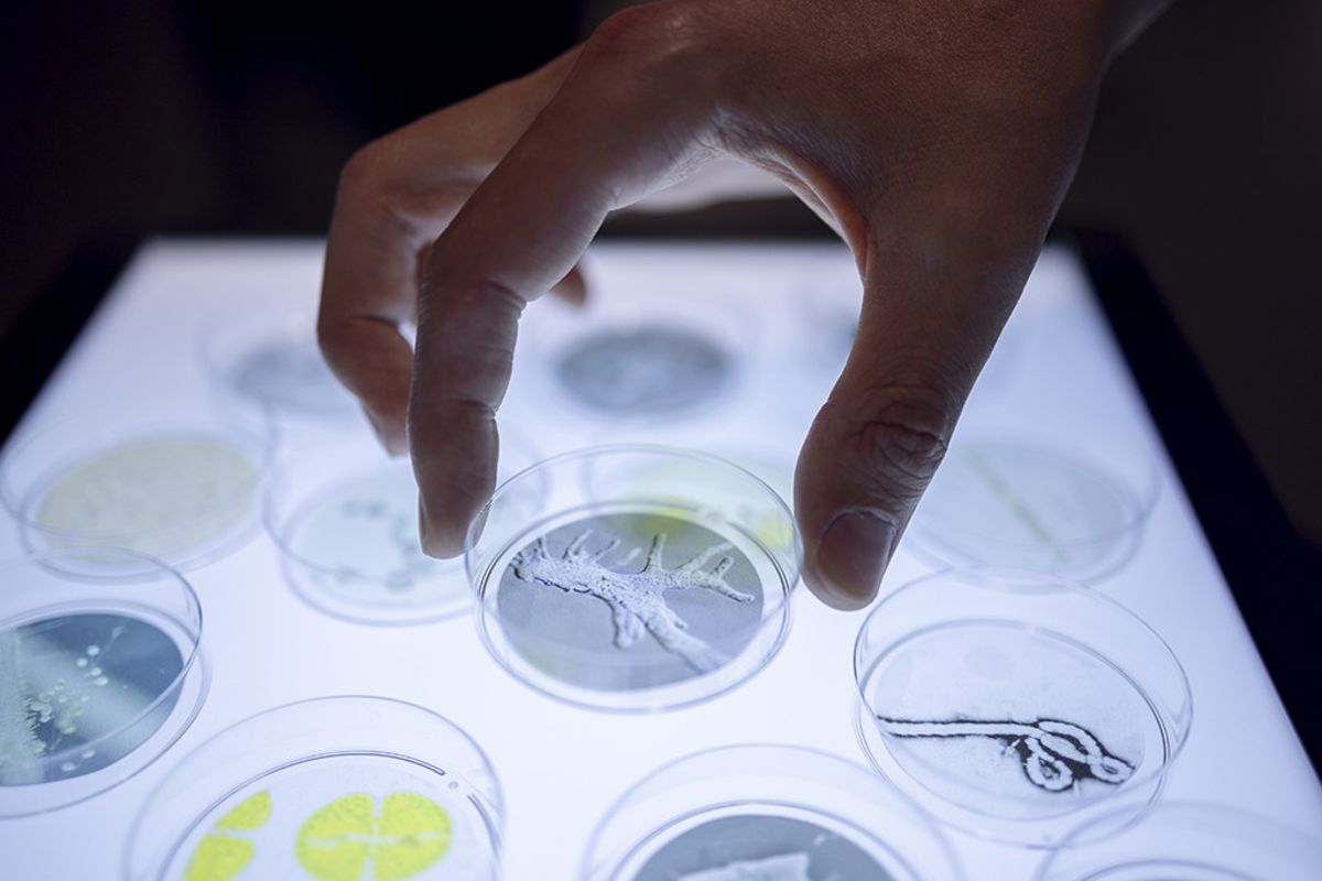 « Invisibles. La vie cachée des microbes ». Visite découverte en famille avec enfants de 6-10 ans