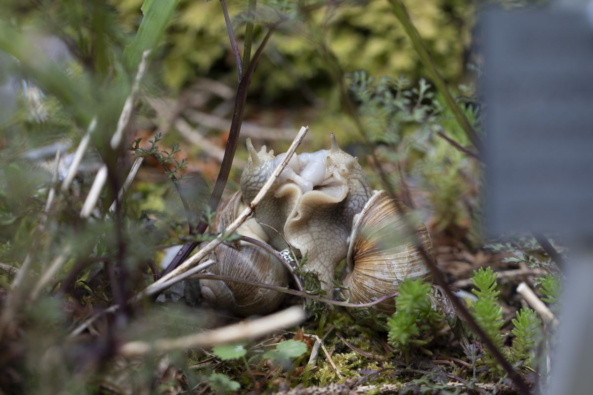 Soir&eacute;e au Mus&eacute;e - La diversit&eacute; est dans la nature