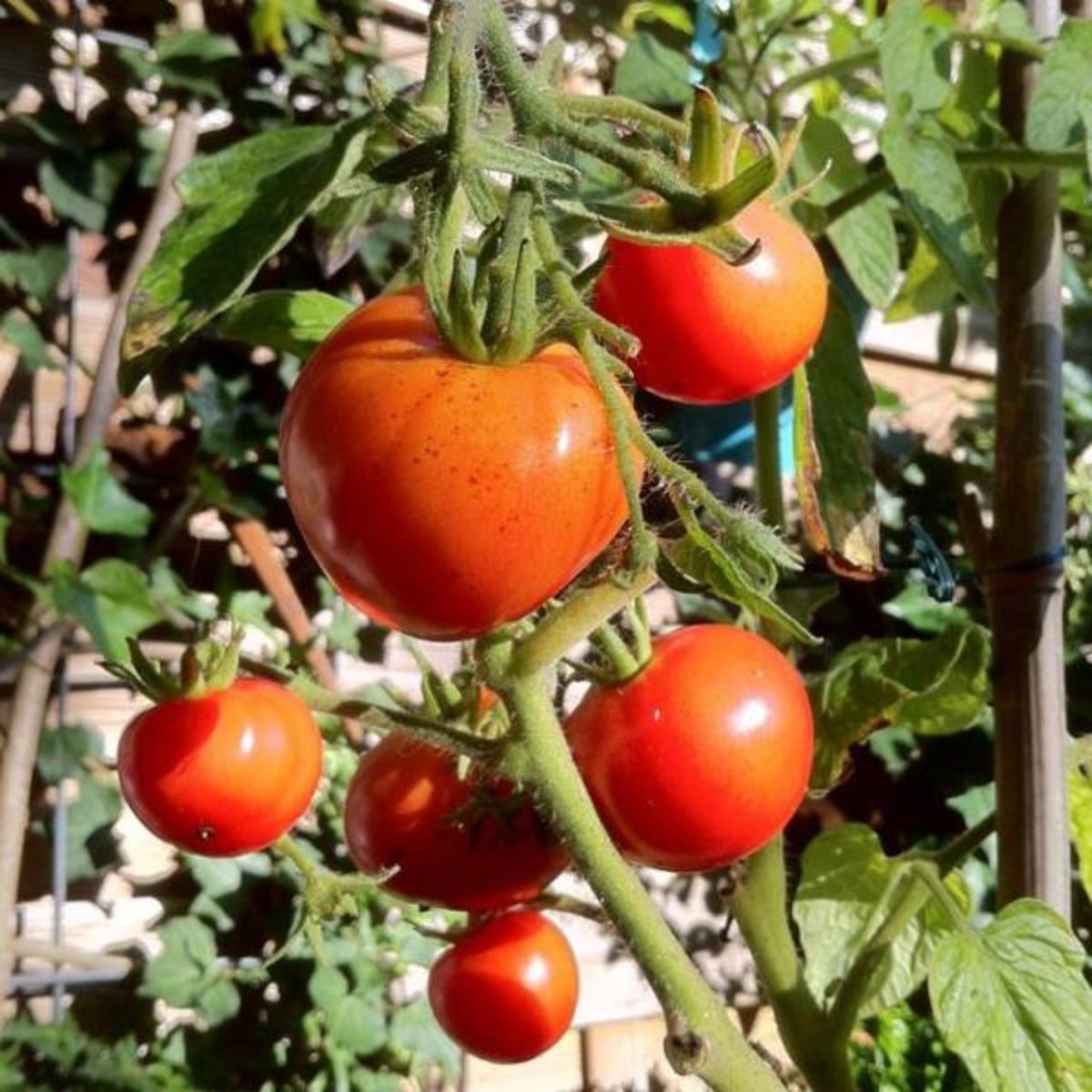 Potagers urbains sur balcon