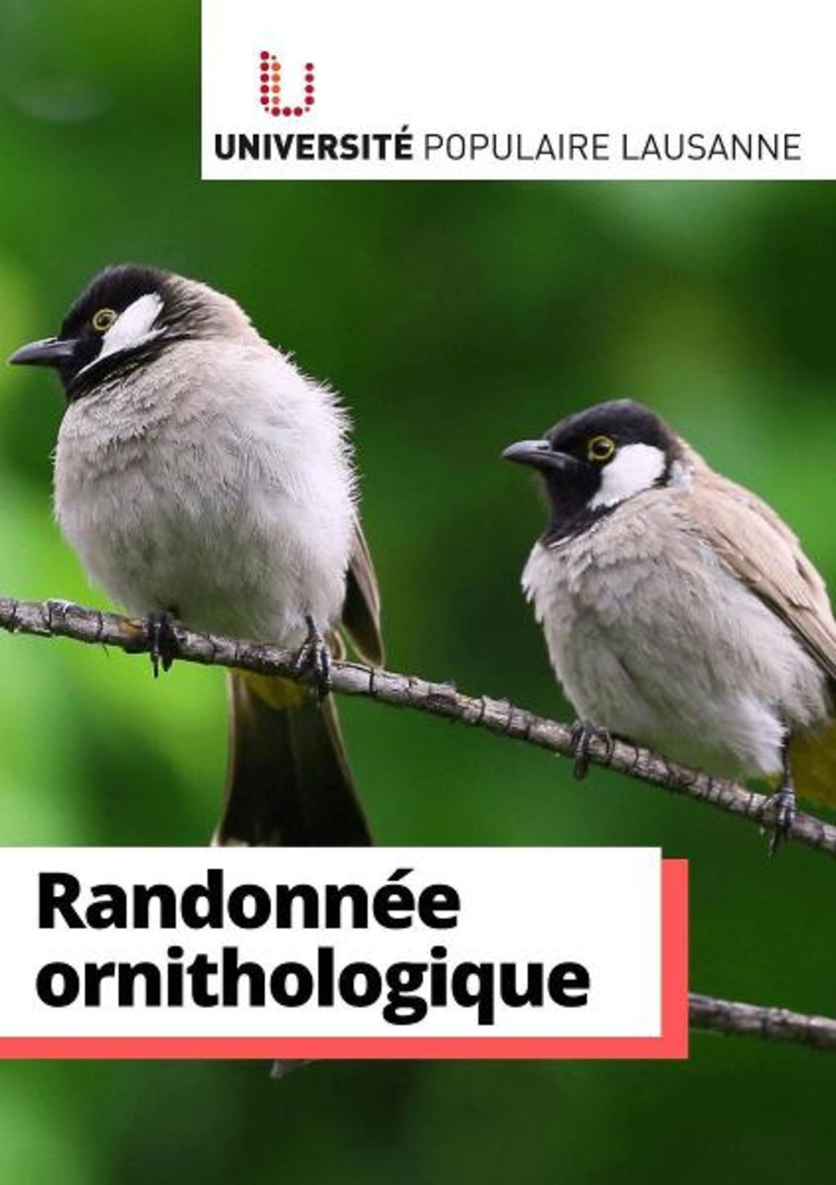 Randonnée ornithologique à Lausanne