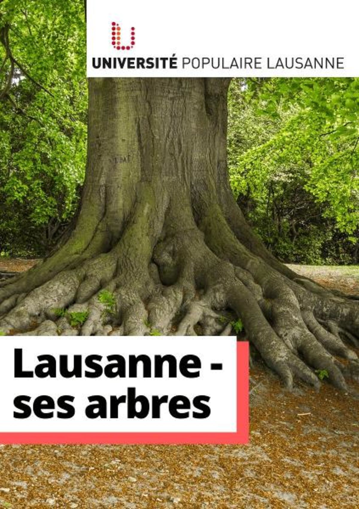 Lausanne, une ville fière de ses arbres