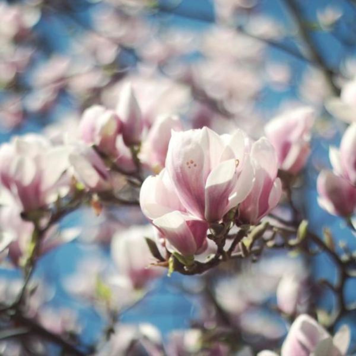 Les Arbr’Apéros: A la découverte du plus beau magnolia de Lausanne