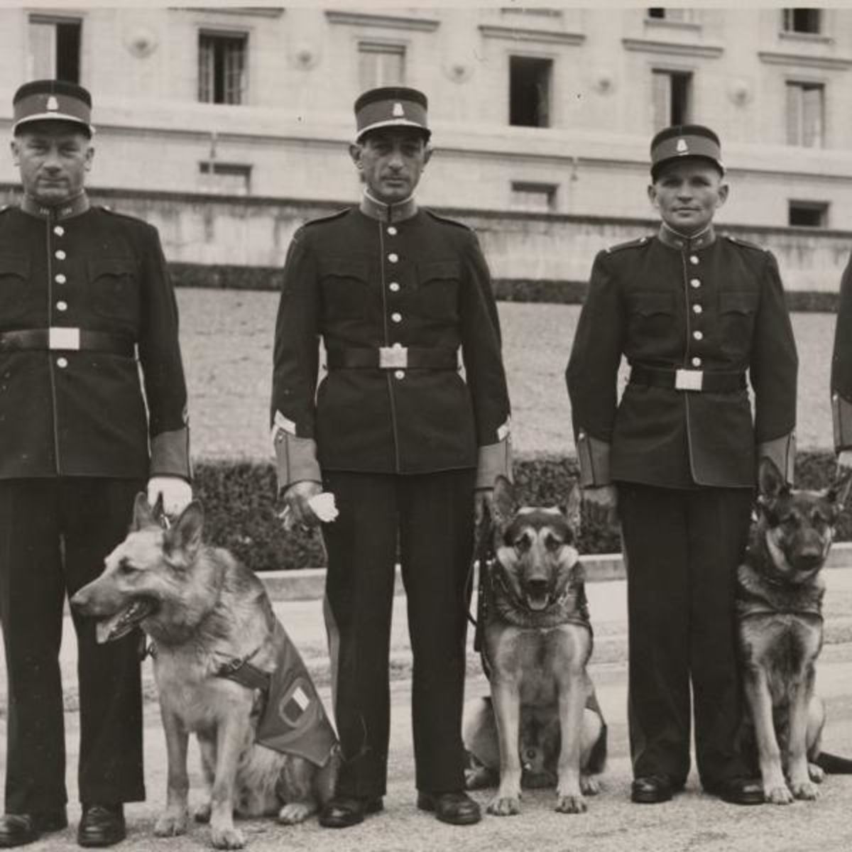 Police des chiens et chiens de police: histoire(s) d'intégration canine