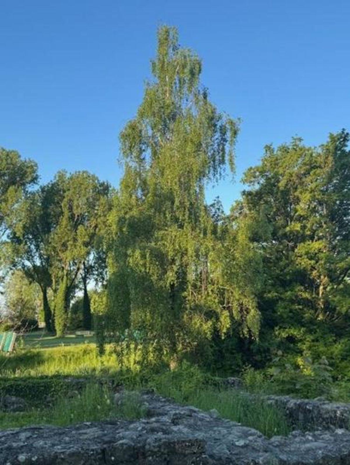Les Arbr’Apéros: A la découverte du plus beau bouleau de Lausanne