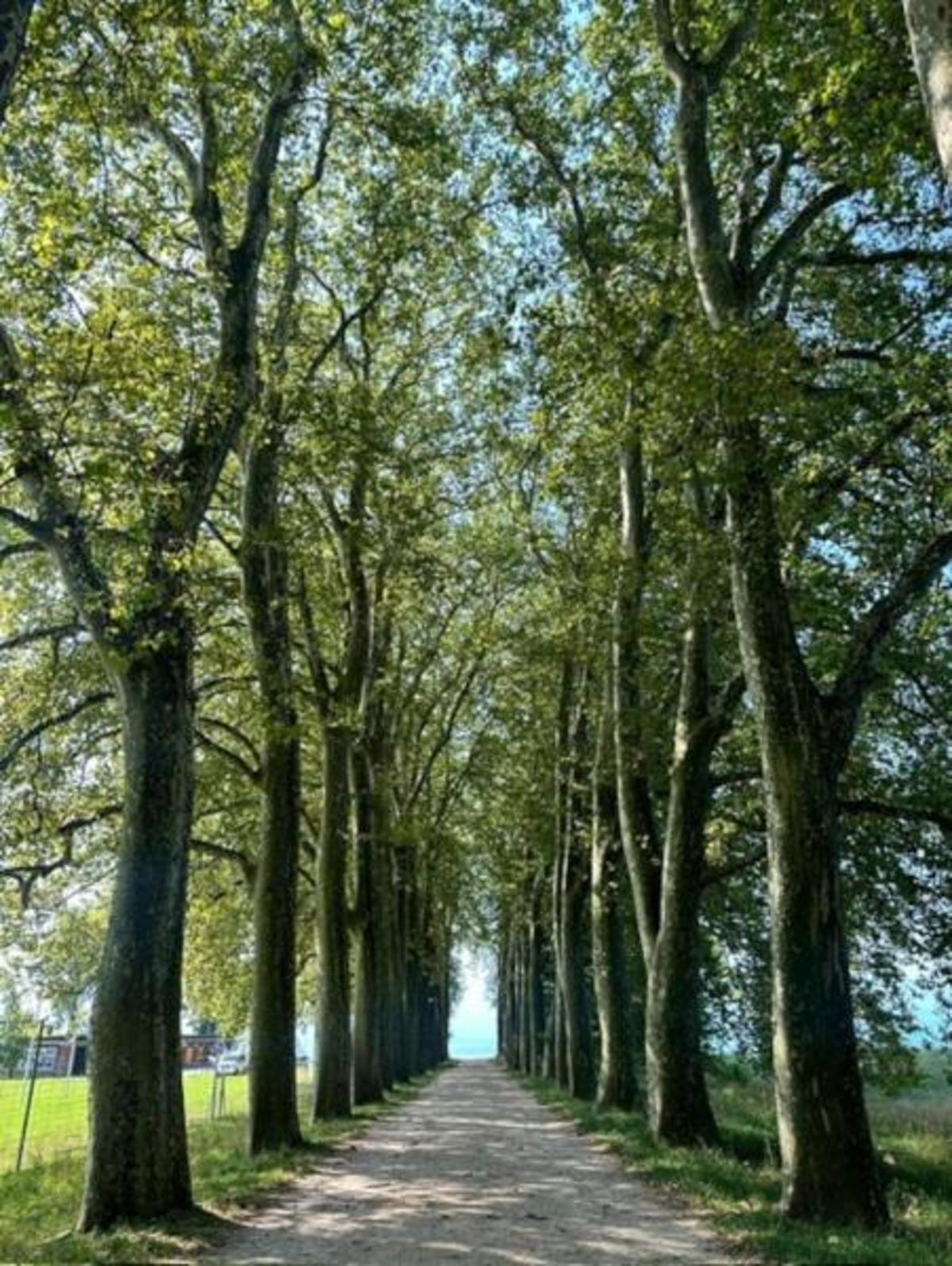 Les Arbr’Apéros: A la découverte de la plus belle allée de platanes de Lausanne