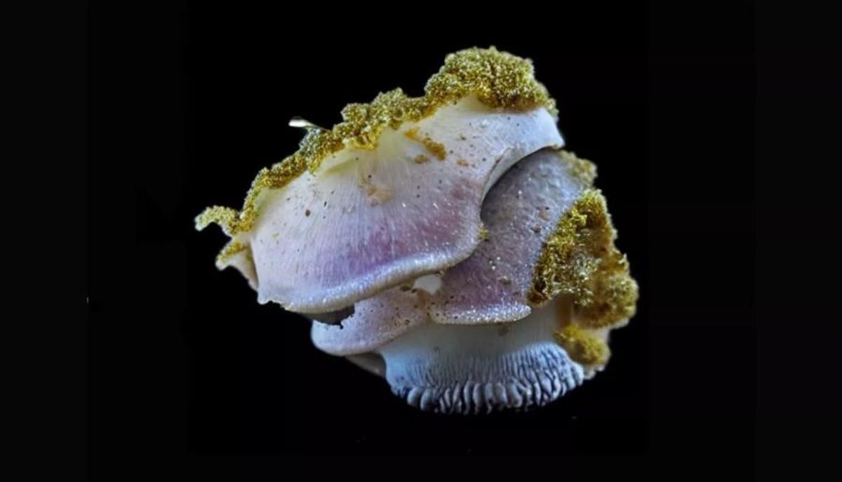Deep Vermins Lab: création d'une bestiaire spéculatif