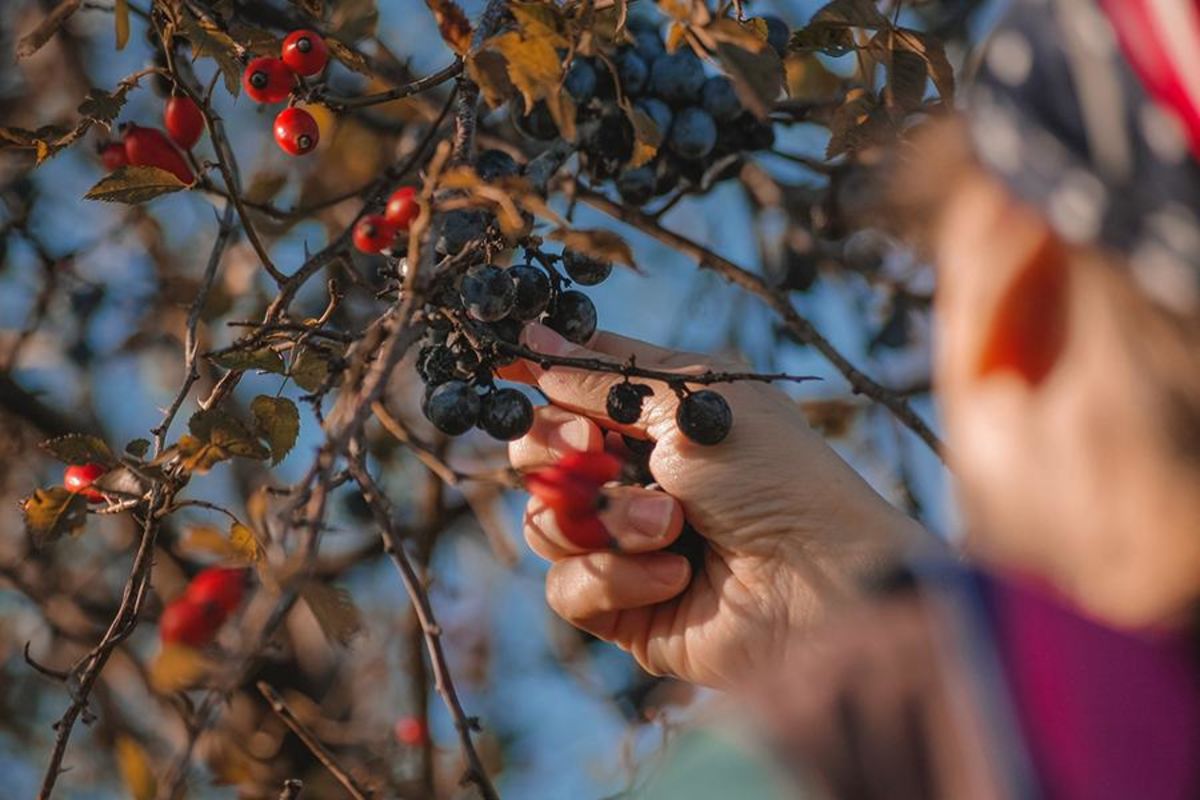 Balade «À la découverte des plantes comestibles lausannoises»