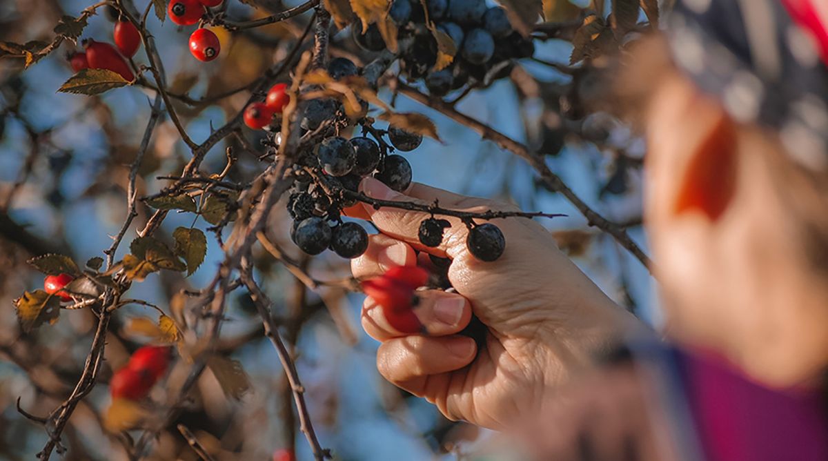 Balade et d&eacute;gustation de plantes lausannoises sauvages et comestibles
