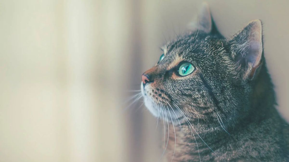 Les animaux: sensibles, intelligents et&hellip; conscients?