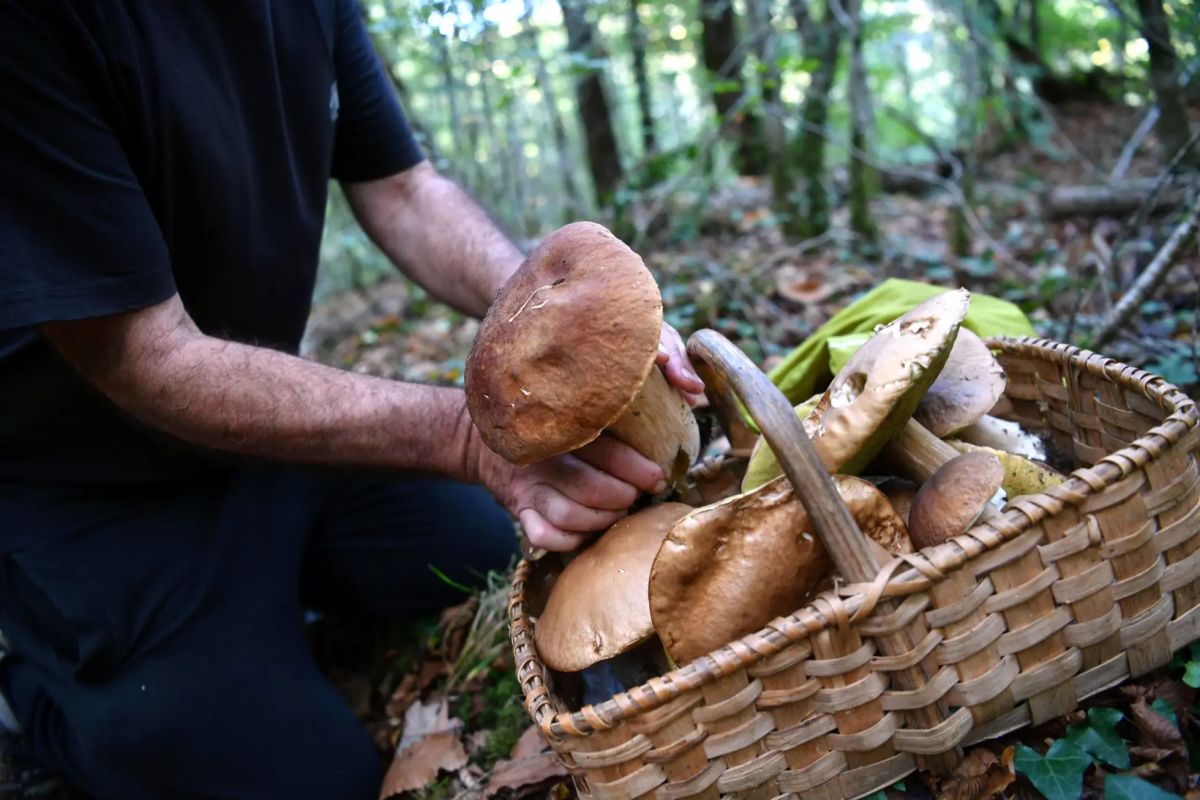 Atelier champignons