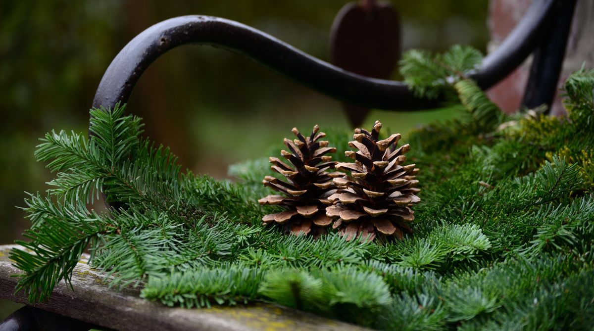 Cr&eacute;ation florale: d&eacute;coration d'ext&eacute;rieure en sapin