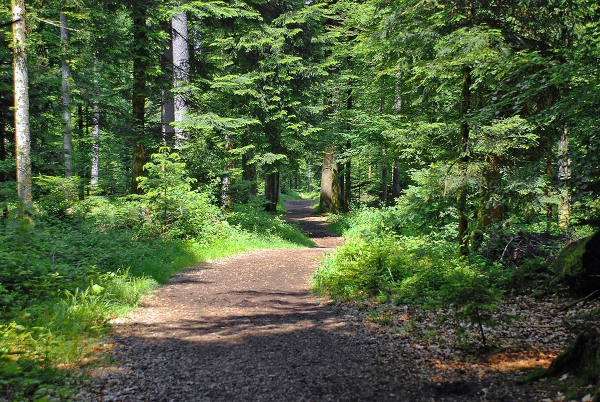 Mauvernay – Hiking trails