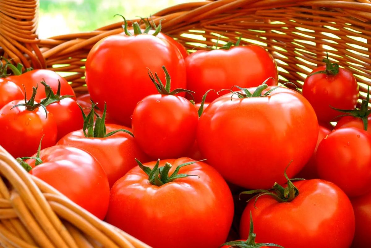 La F&ecirc;te de la Tomate