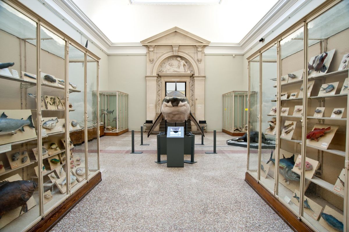 Kantonales Zoologisches Museum