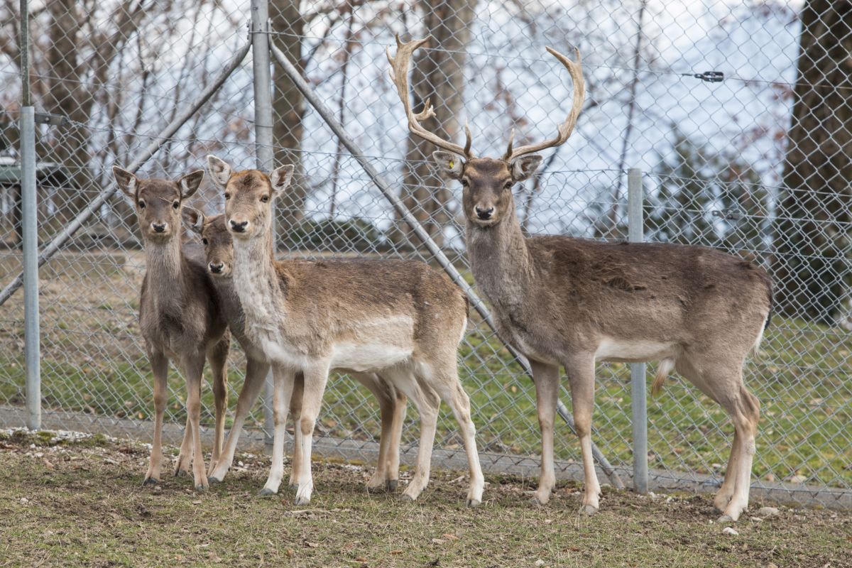 Der Parc Guillemin