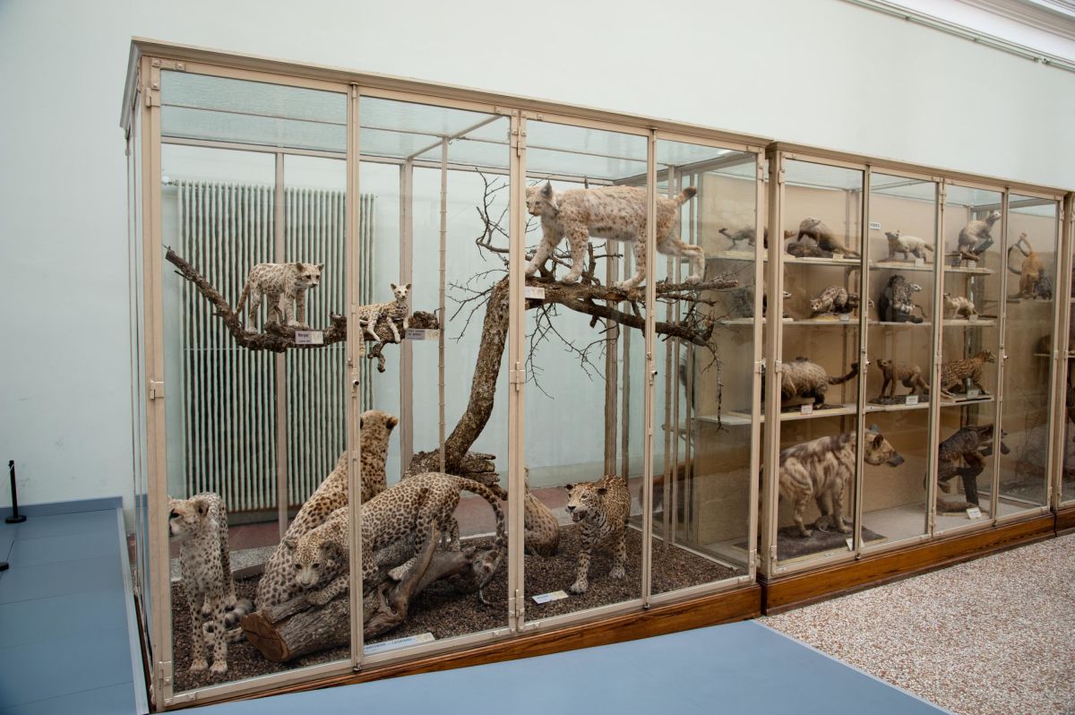 Exposition permanente - Les animaux du monde