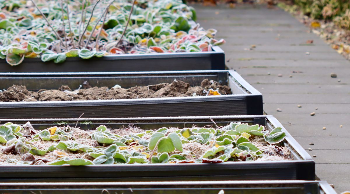 Initiation au jardinage: pr&eacute;parer son potager pour l&rsquo;hiver
