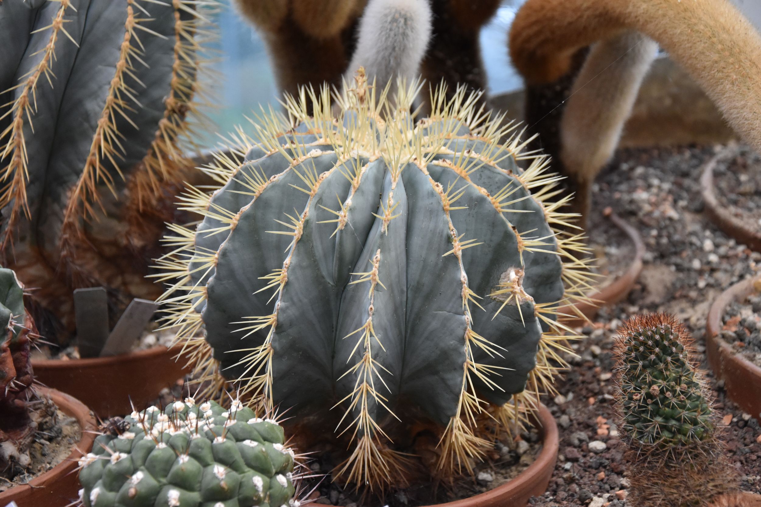 &copy; Natur&eacute;um