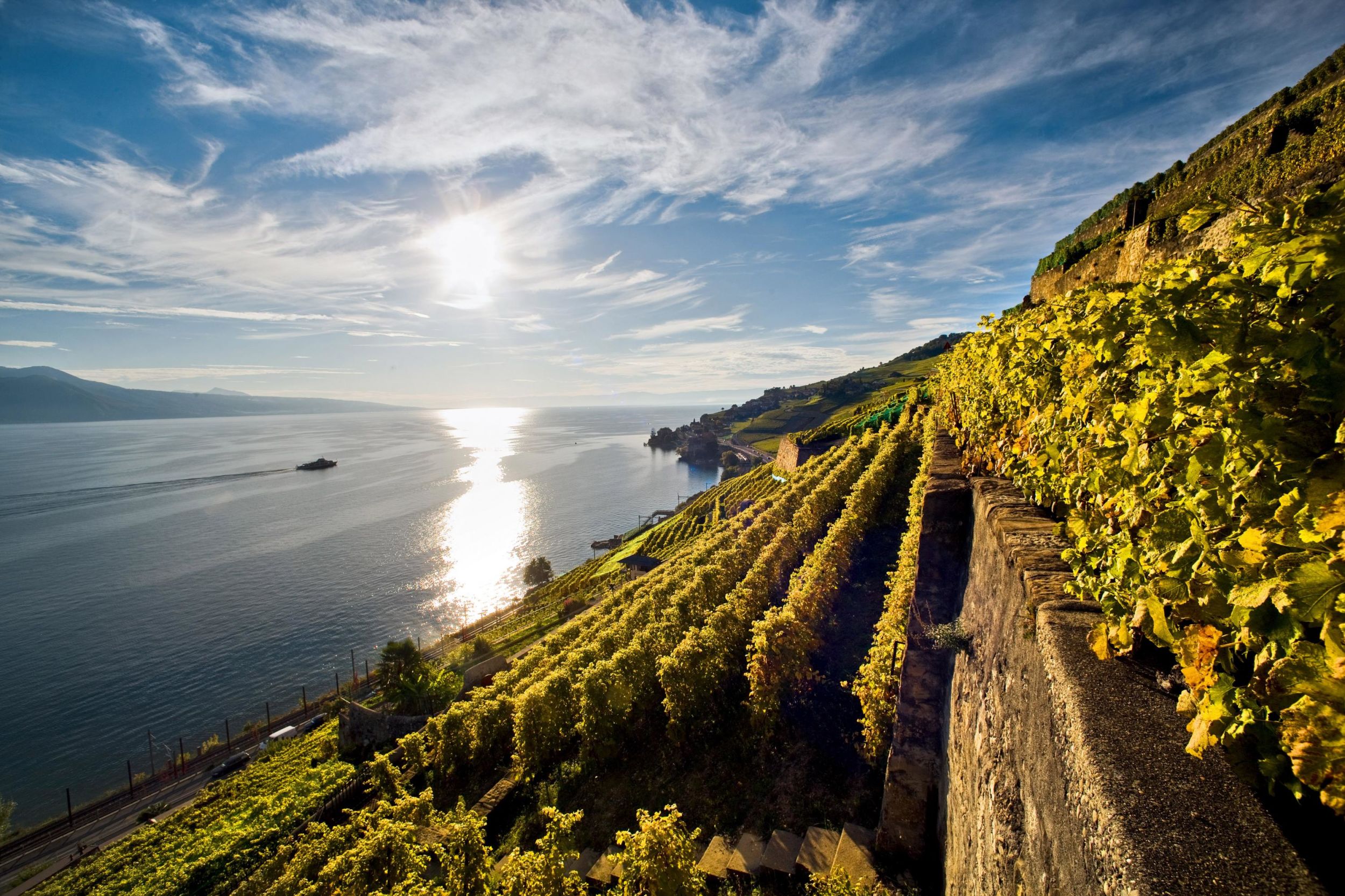 Lavaux Wine Terraces - 113