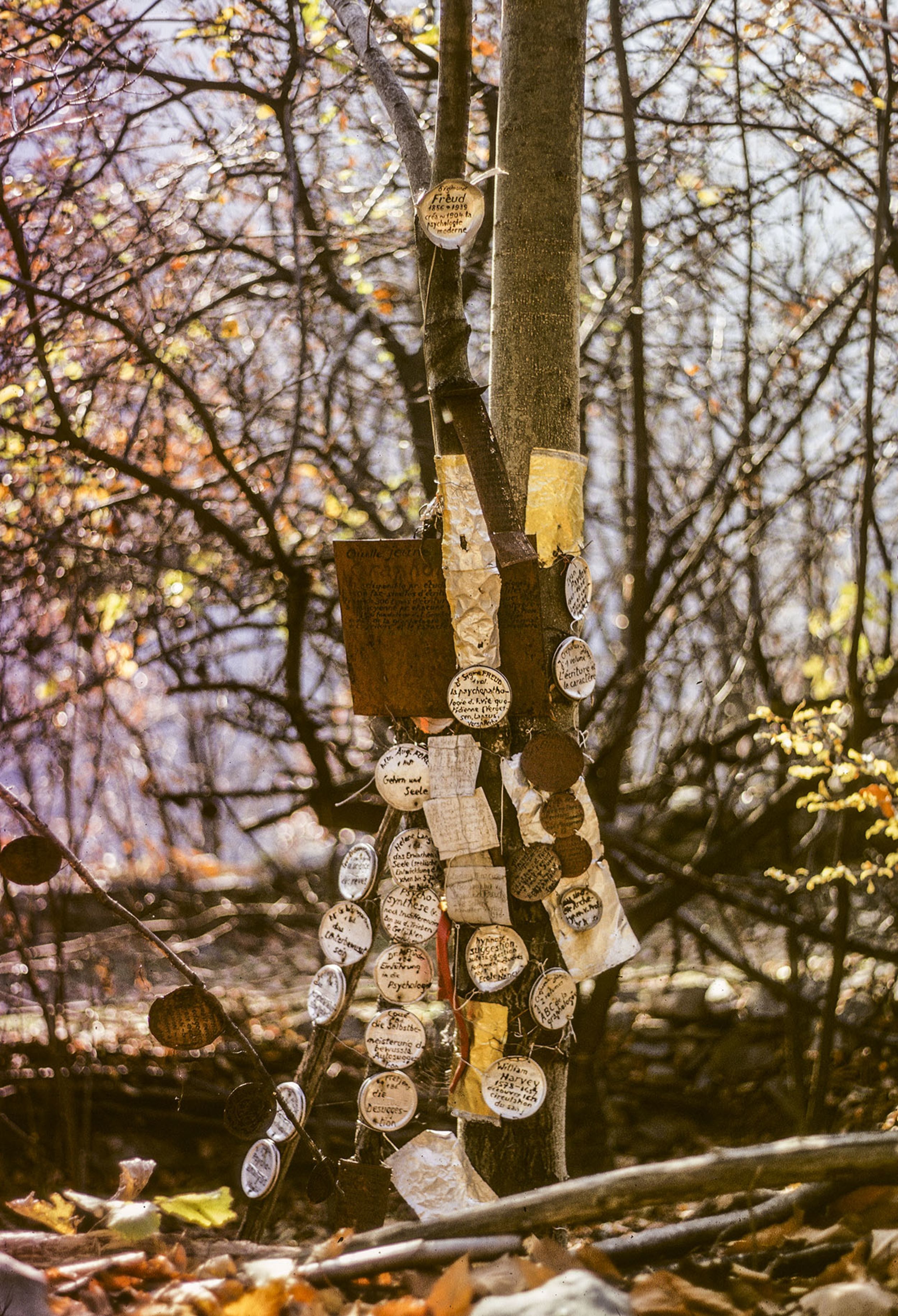 &copy; Archives de la Collection de l&rsquo;Art Brut, Lausanne. Photo : Hans-Ulrich Schlumpf / &laquo;Arbre de la psychanalyse&raquo;, assemblage de mat&eacute;riaux divers avec inscriptions dans la for&ecirc;t d&rsquo;Armand Schulthess, 1972