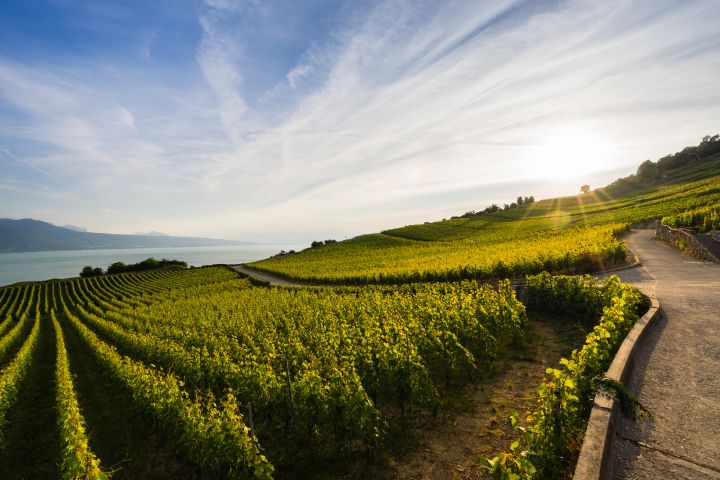 h30UNESCO-listed Lavaux vineyard terraces