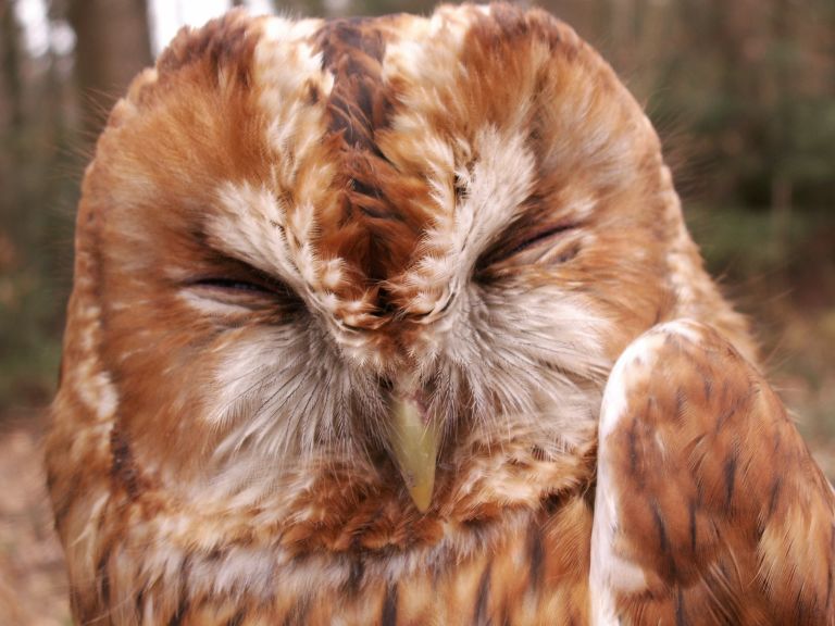 Soirées au Musée - Les chouettes du Jorat, entre nature et croyance.