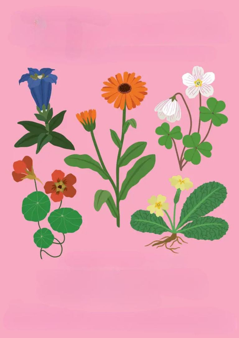 Florama - Observe le monde fascinant des fleurs