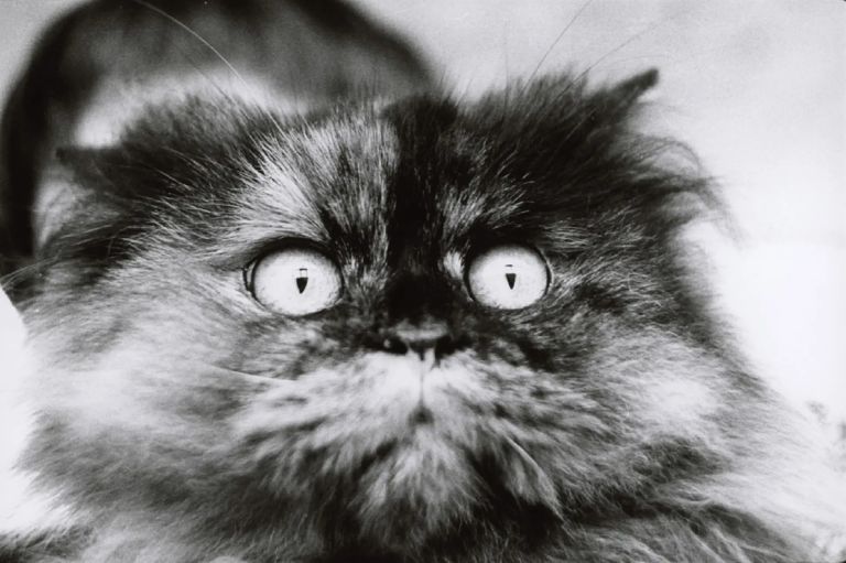 Modèle animal