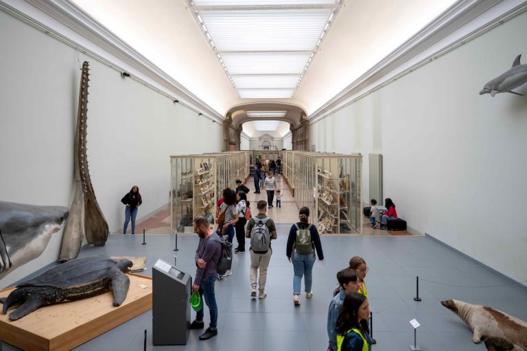 Tour in english - Visit the zoology galleries